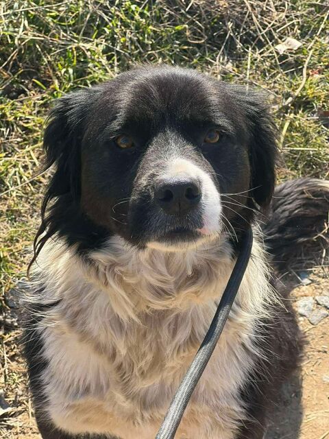 ARAP crois&eacute; border 5 ans 300 59300 Aulnoy-lez-valenciennes