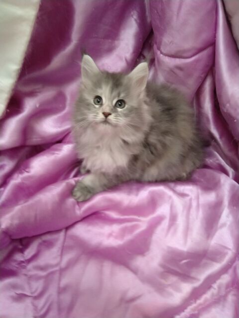 chatons femelles maine coon entieres 749 07600 Vals-les-bains