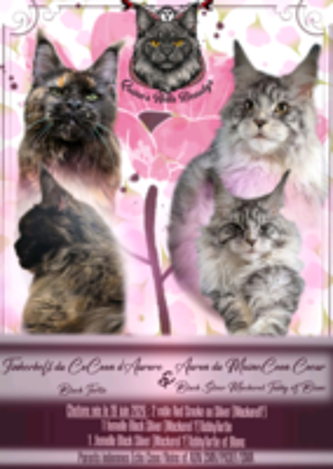   Chatons Maine Coon Mâle et Femelle 