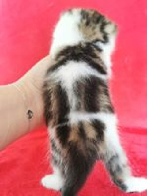   Chaton Exotic Shorthair  