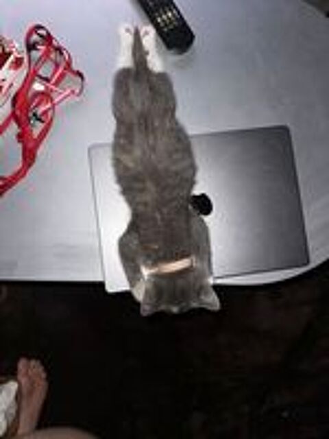   chaton  
