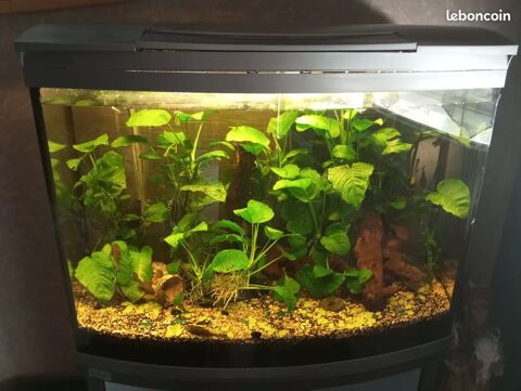 Aquarium tetra 130 l + meuble accessoires plantes et d&eacute;co 10 54200 Toul
