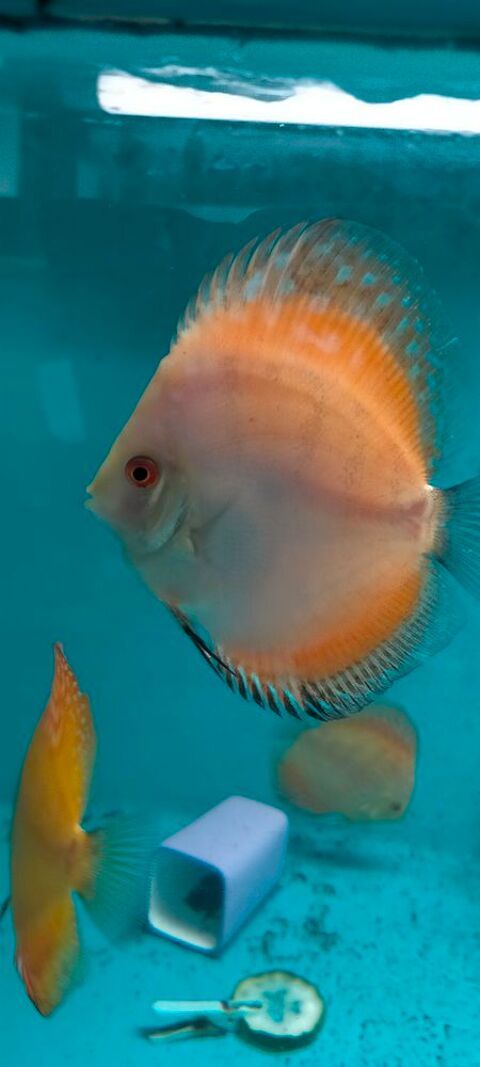 Jeune discus 44390 Casson
