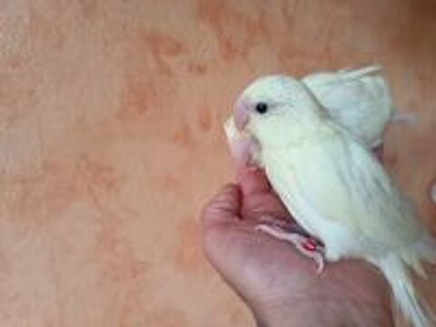  kakariki 