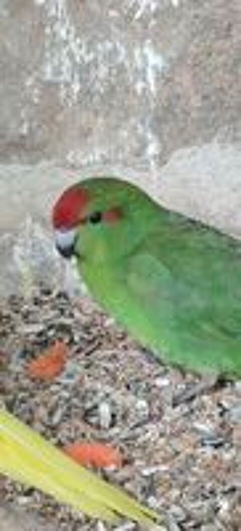   Kakariki male 