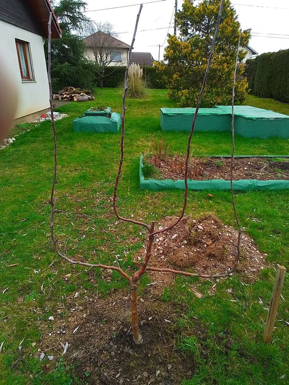 Vent pommiers en palmette verriers Jardin