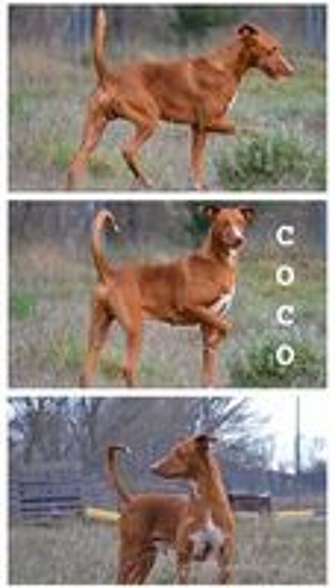   COCO, un compagnon de vie génial ! 