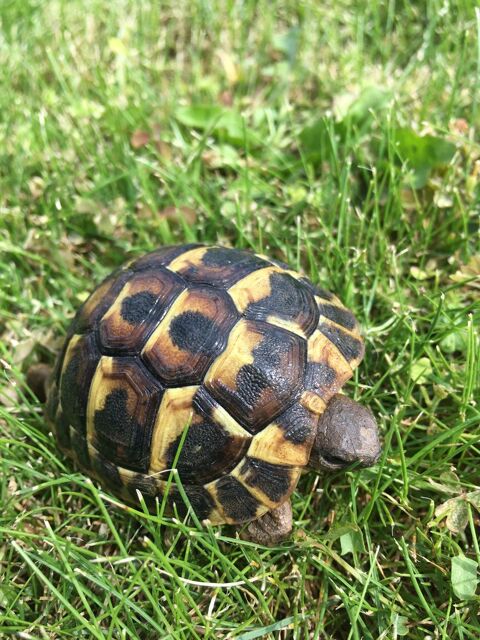 Tortue de terre 45 34450 Vias