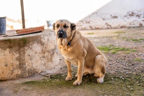 RAIKA 320 27620 Gasny