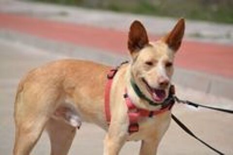   KRISPY, podenco  l'adoption ! 🐾 