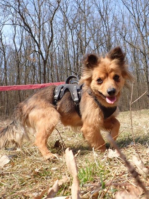 Salma &agrave; l'adoption 300 44000 Nantes