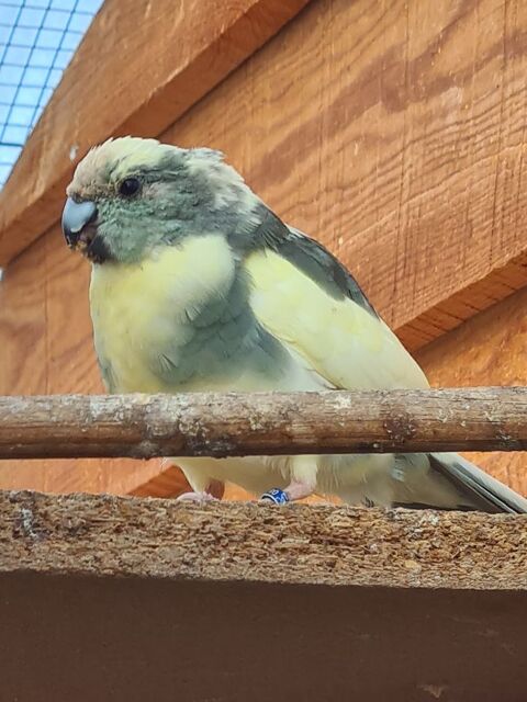 couple de kakariki 100 17240 Saint-ciers-du-taillon