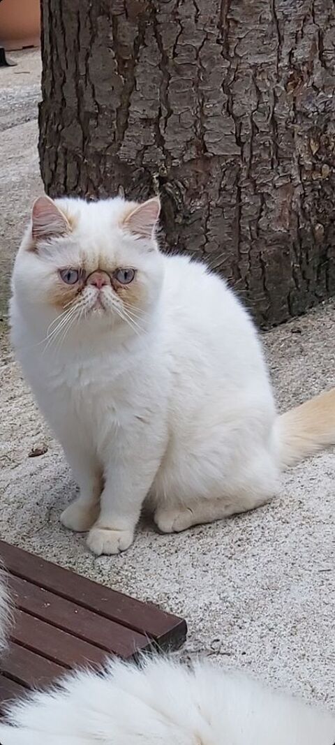 EXOTIC SHORTHAIR COLOURPOINT LOOF MÂLE 750 45100 Orleans
