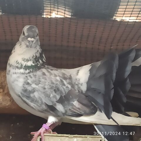 Pigeons paons 60 77400 Saint-thibault-des-vignes