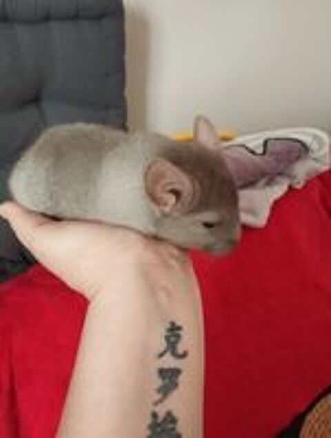   Bébé chimchilla  