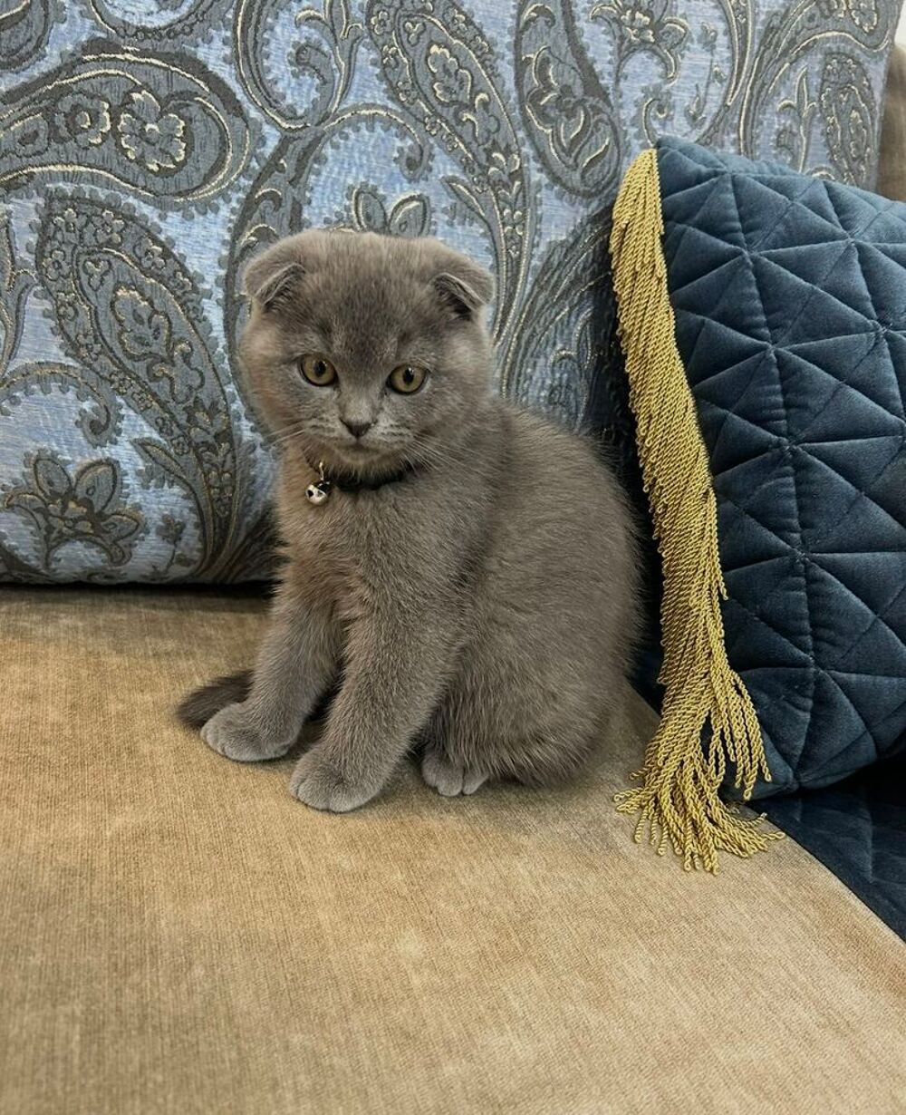   Minou cherche sa nouvelle famille 