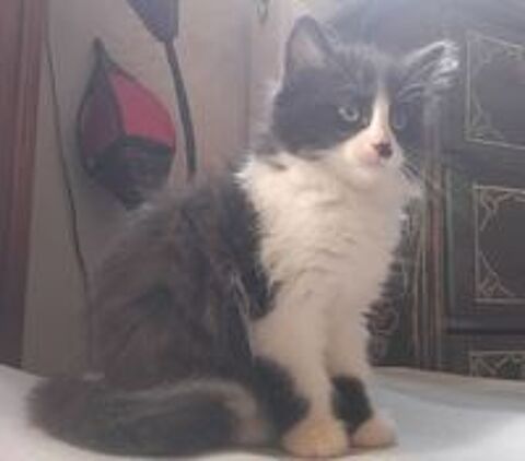   Chatons à donner 