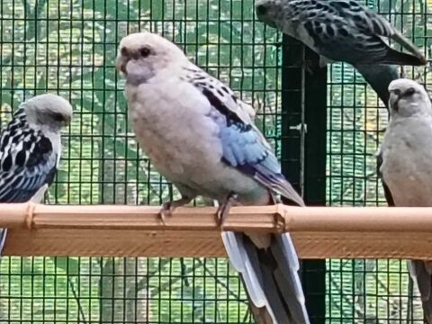 Perruches omnicolores 150 42740 Saint-paul-en-jarez