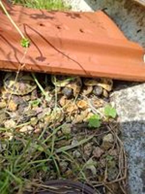  Tortue de terre  