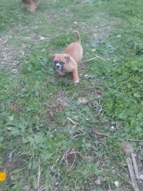 A r&eacute;server 5 magnifique chiots bulldog continental 1000 31660 Bessi�res
