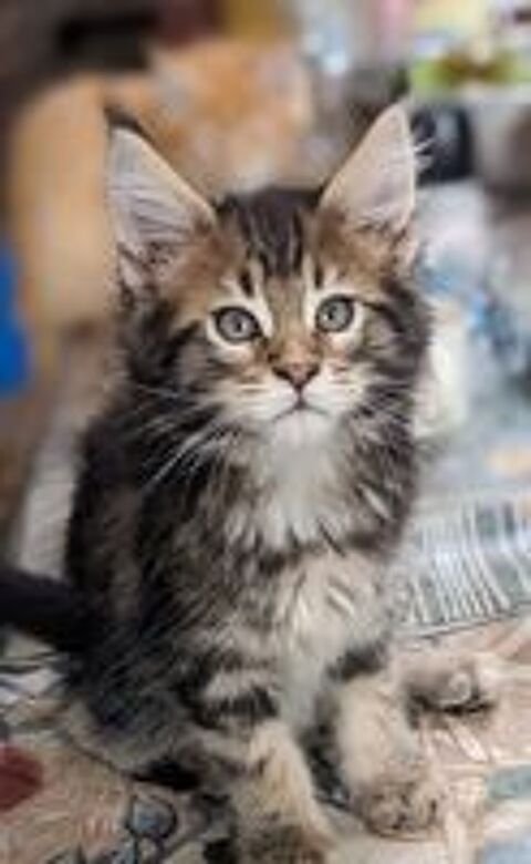   Magnifiques chatons Maine coon LOOF  