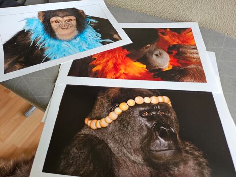 Grandes et belles photos marrantes NEUVES 4 Villars (42)