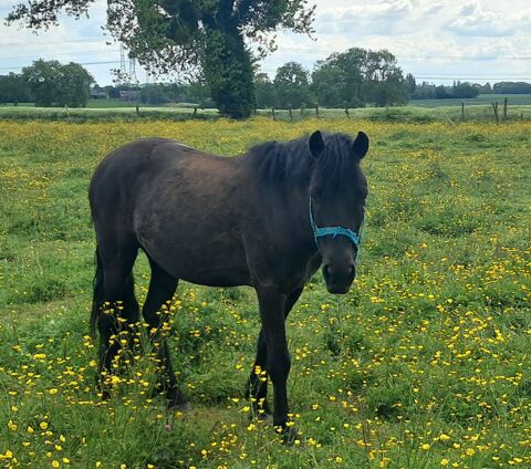 poney idéal loisir/famille 3000 27310 Bourg-achard