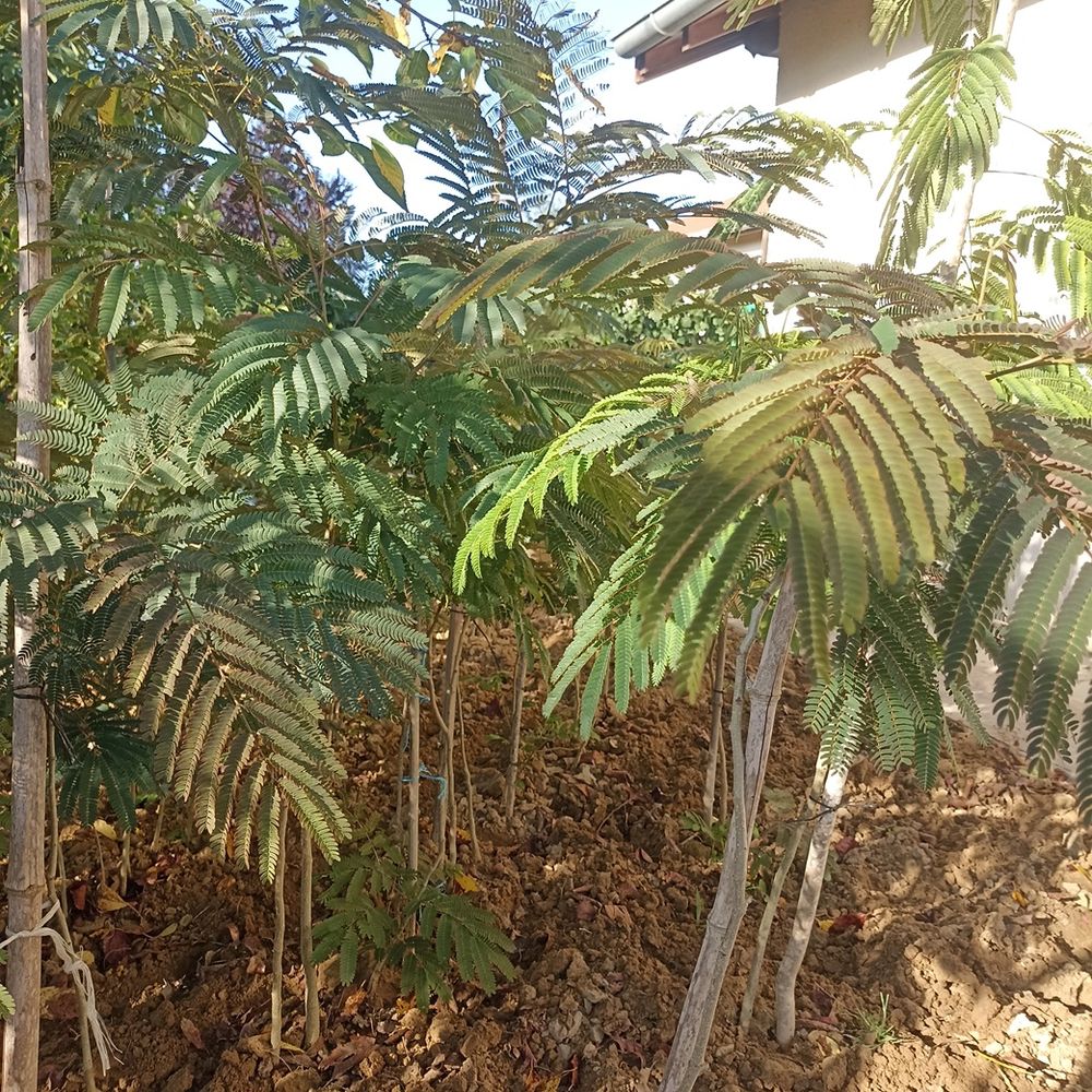 albizia Jardin