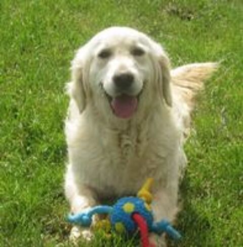   Donne femelle golden retreiver  