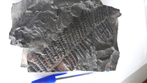 fossile de plante arboréscente Lederzeele (59)