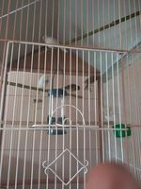   Canaris
