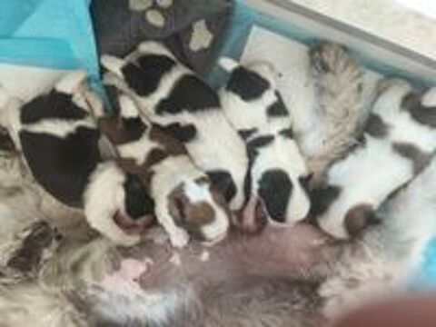   CHIOT SHIH TZU ELEVAGE FAMILIALE  