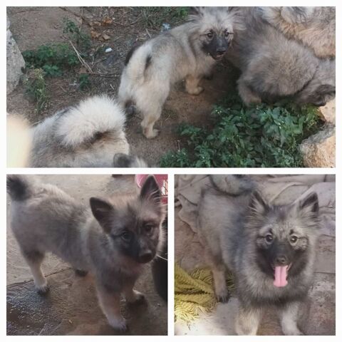 Magnifiques SPITZ Allemand Loup 1000 36120 Pruniers