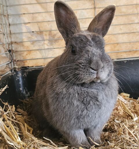 Lapine naine 20 40090 Campagne