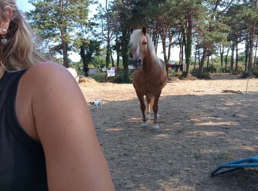  Cheval joueur et attachant  