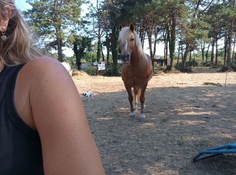 Cheval joueur et attachant  1000 29910 Trégunc