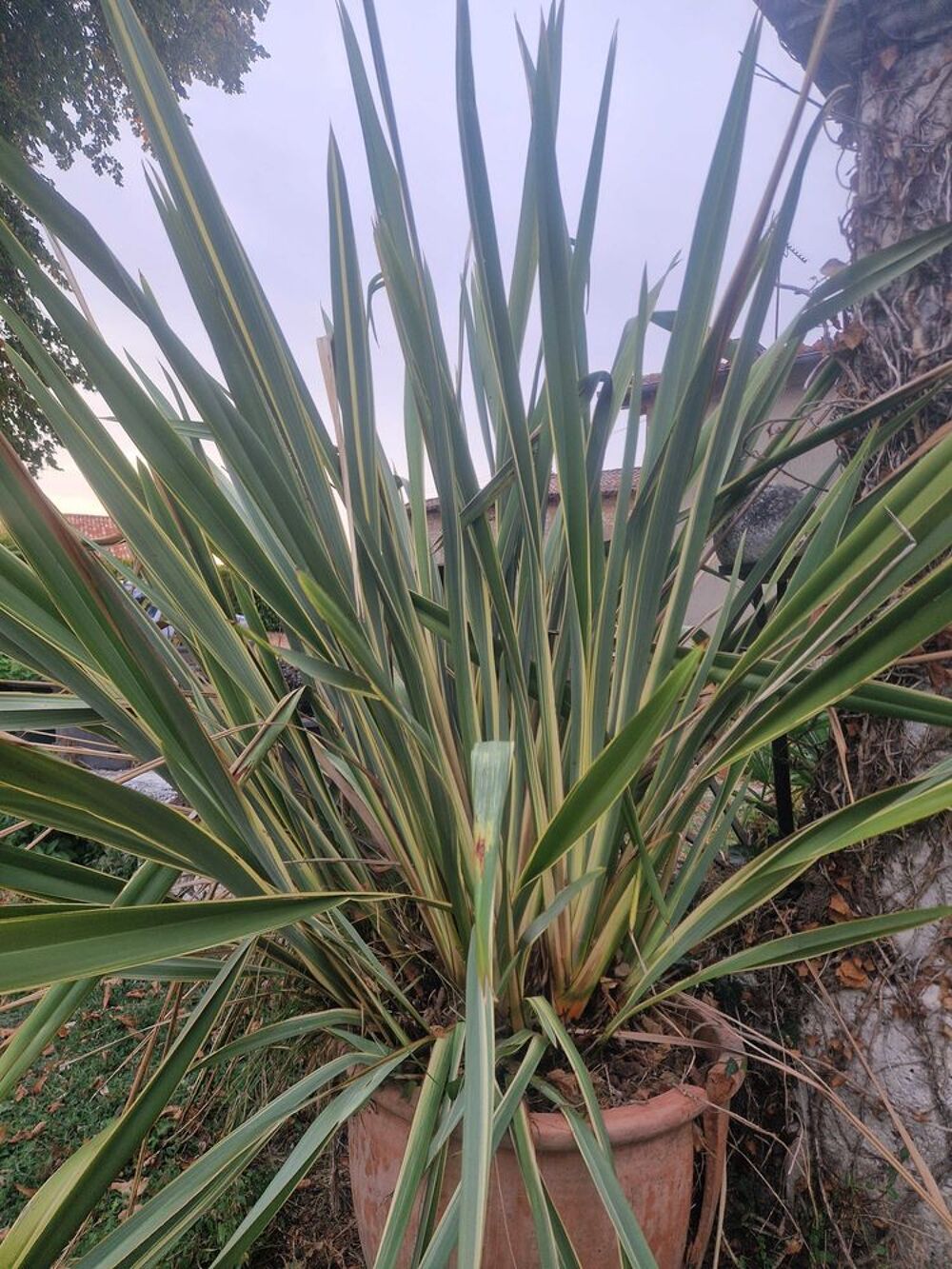 phormium tenax lin nouvelle zelande 70 litre 1m50 1m80 Jardin