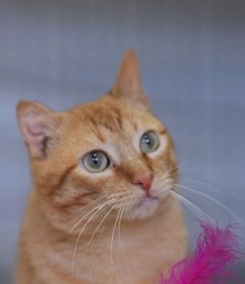 BUTANILLO 230 27620 Gasny