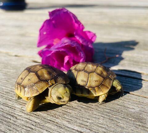 Bébé Tortue de terre Graeca 60 26250 Livron-sur-drme