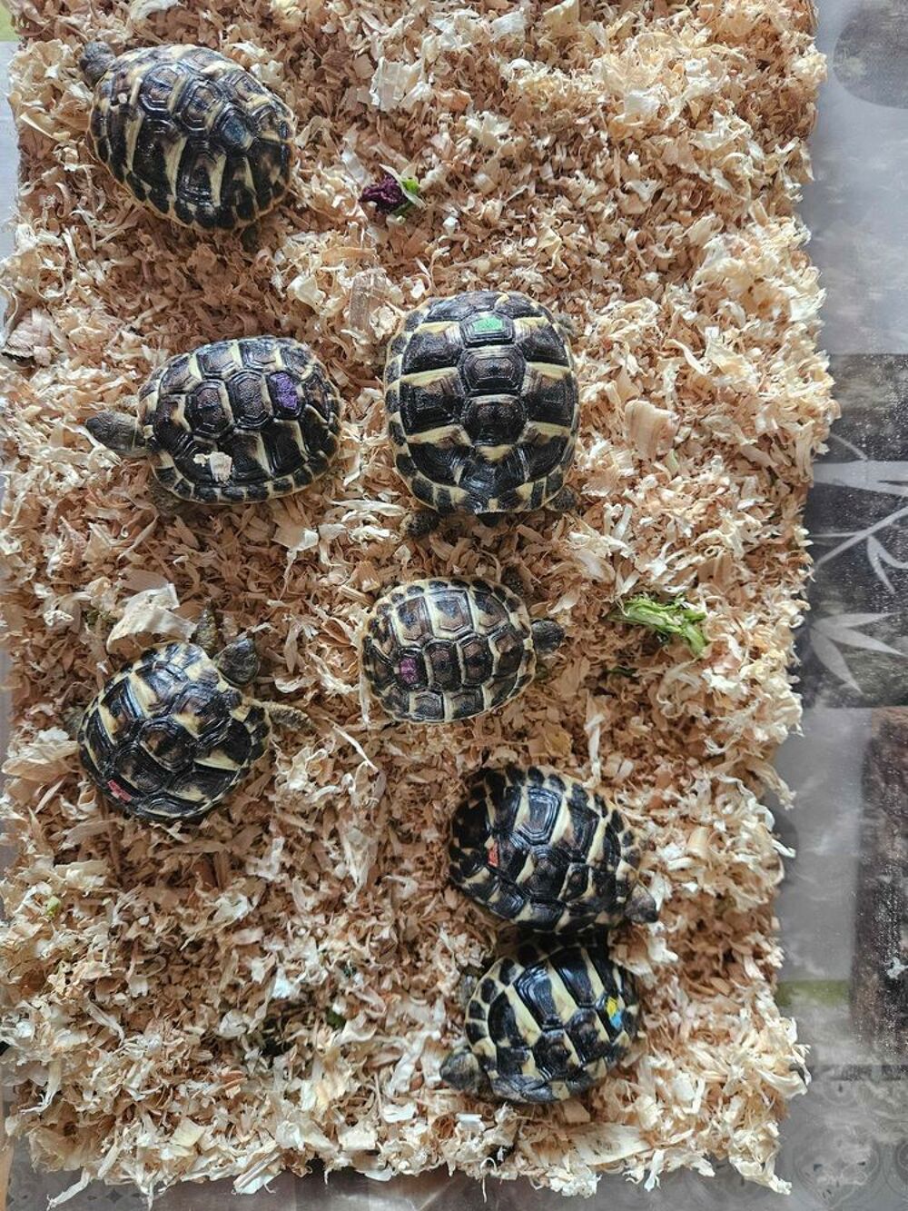 tortue+Hermann Jardin