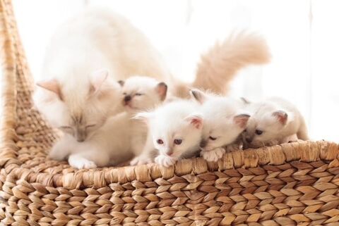 Adorables chatons pur race &agrave; adopter n&eacute;s le 18 juillet.  1200 37540 Saint-cyr-sur-loire