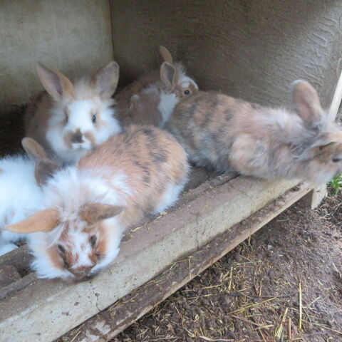 LAPINS CROISES BELIERS NAINS 15 14540 Bourgubus