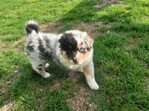   chiots bergers australiens LOF. 