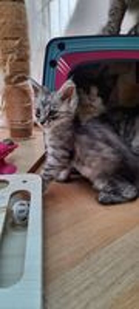    CHATONS MAINE COON  