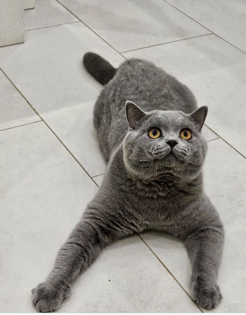   Propose british shorthair excl lignées LOOF bleu saillies 