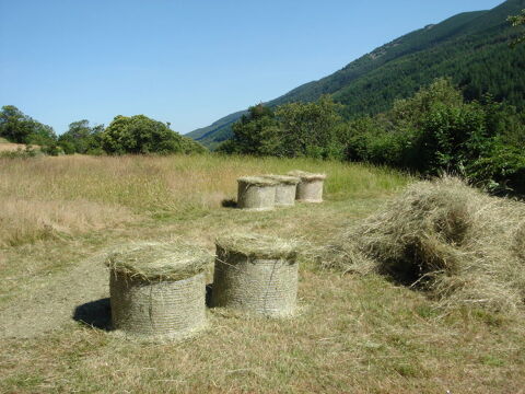 Foin des Cvennes 30000 Nmes