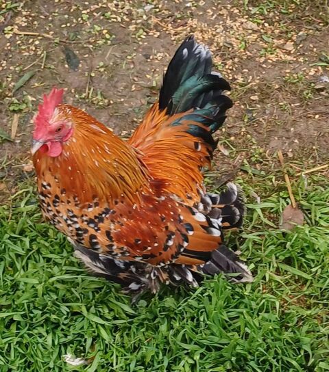 Coq sabelpoot 20 32120 Homps
