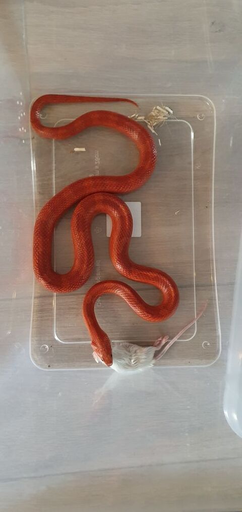 Couples de reproducteurs de serpents des blés. 80 59150 Wattrelos