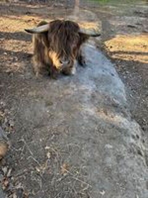   Adopte volailles cailles faisans oies dindons moutons ? 