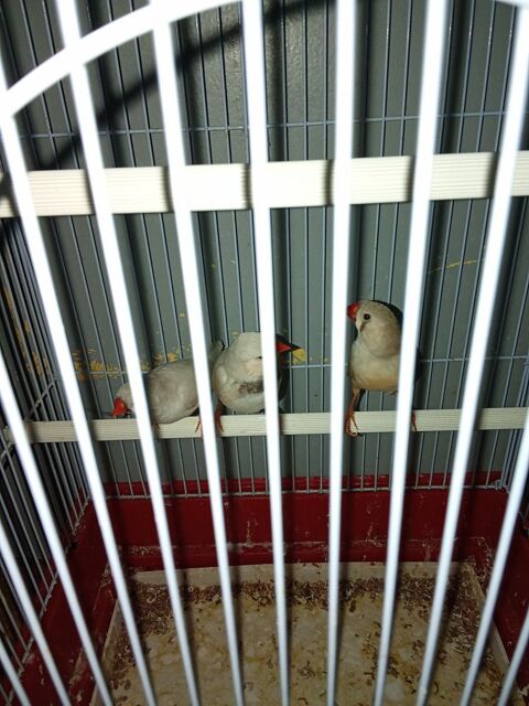 J'ai lot de 3 mandarin a 60� 60 75010 Paris